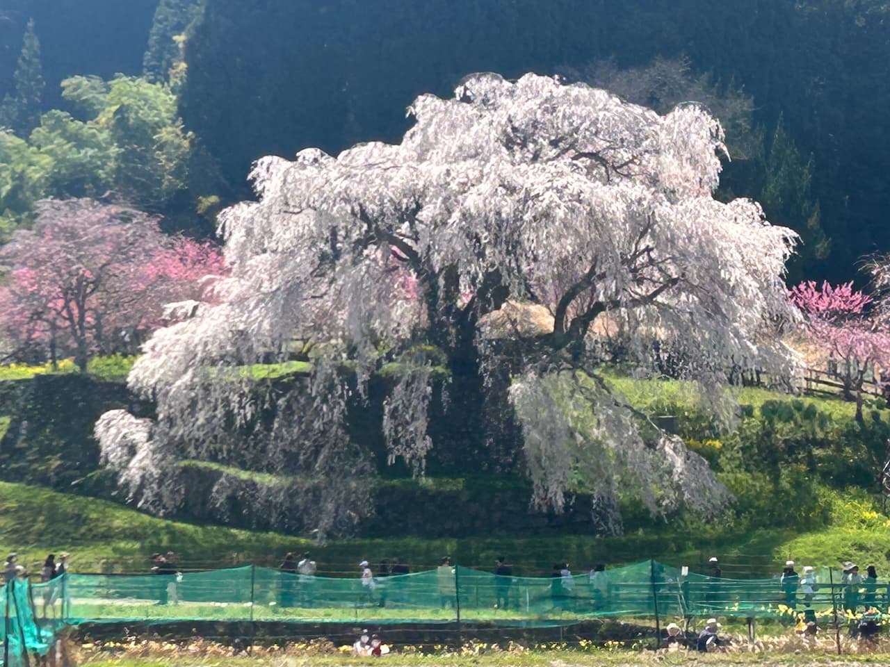 シティターボIIと行く！ 🌸宇陀のしだれ桜から伊勢湾・鳥羽へ快走ドライブ